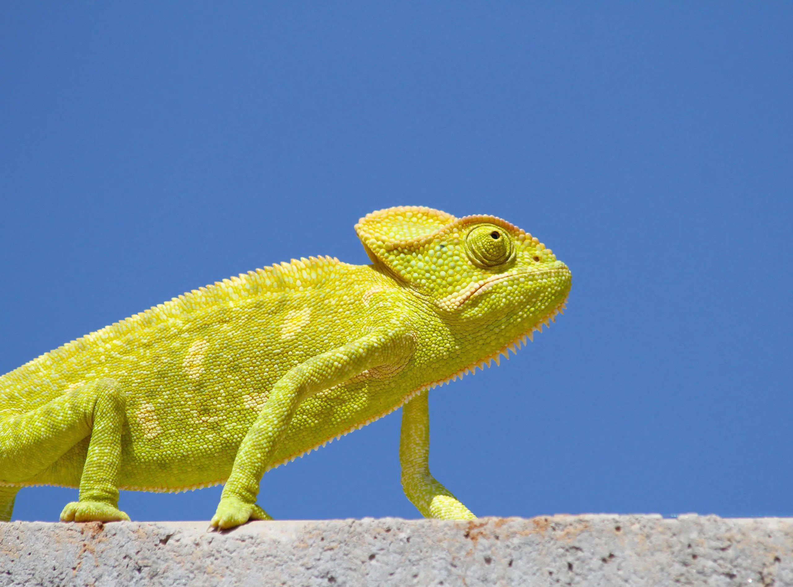 Colourful chameleon sitting on a branch - Cool Inc Saudi Arabia